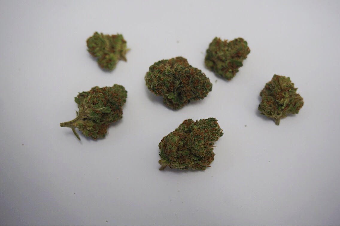 Harlequin Harlequin Strain