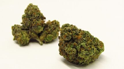 Jealousy Runtz Strain