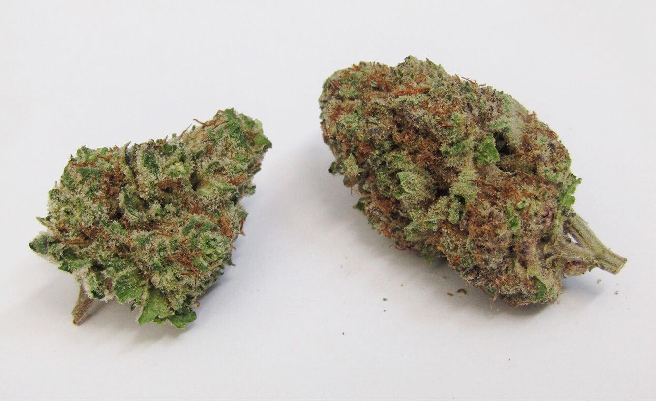 Mimosa Mimosa Strain